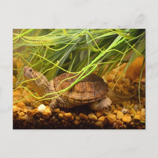 Snapping Turtle (New York) Briefkaart (Voorkant)