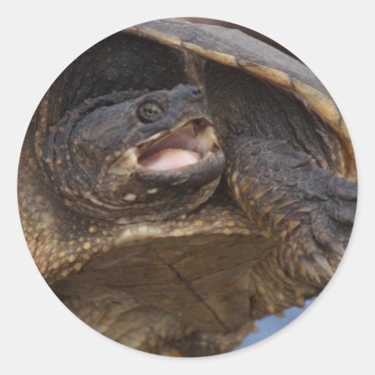 Snapping Turtle Stickers (Voorkant)
