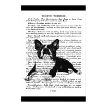 SNAPPY BOSTON BULL TERRIER  ART PRINT