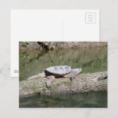 Snapschildpad Briefkaart (Voorkant / Achterkant)