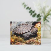 Snapschildpad Briefkaart (Staand voorkant)