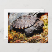 Snapschildpad Briefkaart (Voorkant / Achterkant)