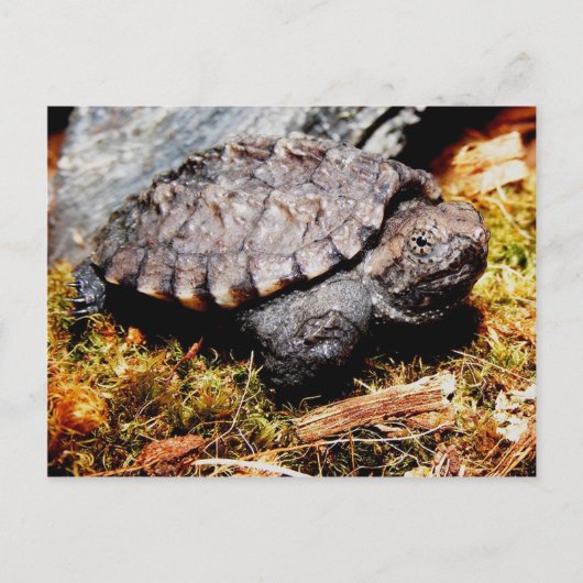 Snapschildpad Briefkaart (Voorkant)