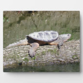 Snapschildpad Fotoplaat (Voorkant)