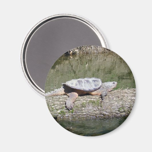 Snapschildpad Magneet (Voorkant / Achterkant)