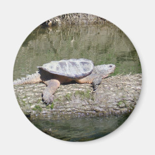 Snapschildpad Magneet