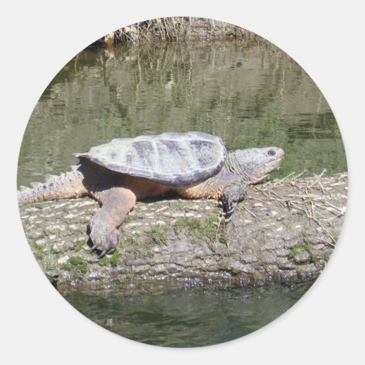 Snapschildpad Ronde Sticker (Voorkant)