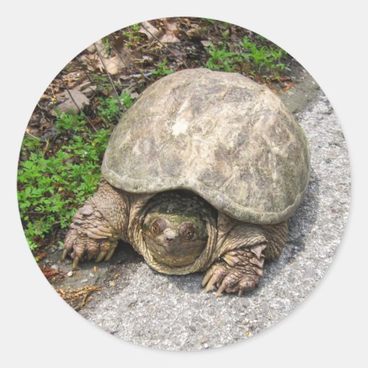 Snapschildpad Ronde Sticker (Voorkant)
