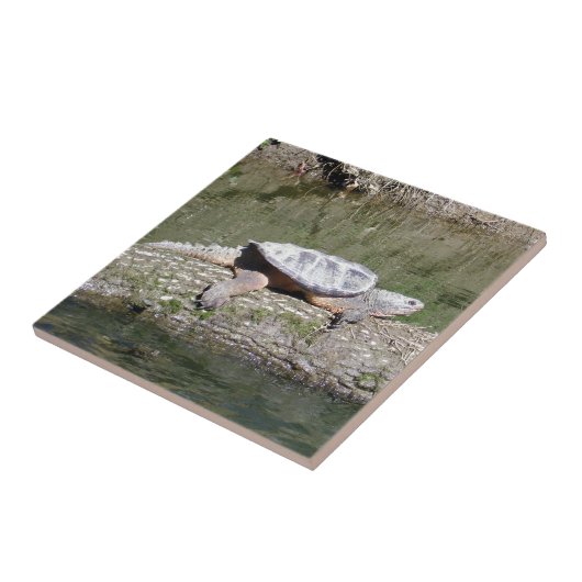 Snapschildpad Tegeltje (Zijkant)