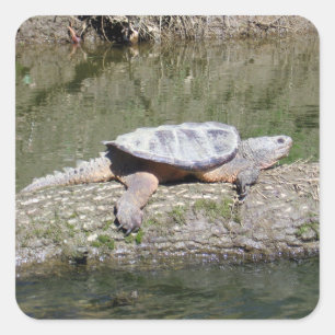 Snapschildpad Vierkante Sticker