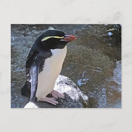 Snares pinguin Nieuw-Zeeland Briefkaart (Voorkant)