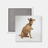 Snarling Dog Magneet (Voorkant / Achterkant)