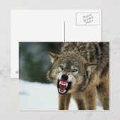 Snarling grijze wolf briefkaart (Voorkant / Achterkant)