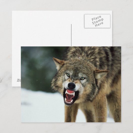 Snarling grijze wolf briefkaart (Voorkant / Achterkant)
