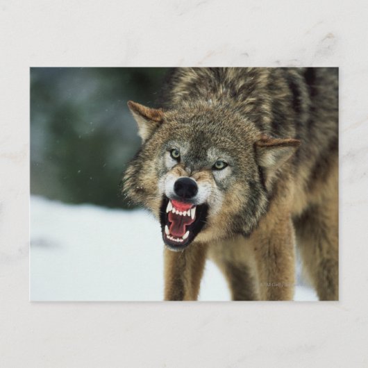Snarling grijze wolf briefkaart (Voorkant)