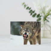Snarling grijze wolf briefkaart (Staand voorkant)