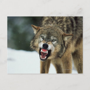 Snarling grijze wolf briefkaart