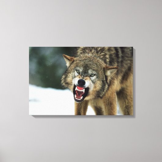 Snarling grijze wolf canvas afdruk (Voorkant)