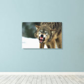 Snarling grijze wolf canvas afdruk (Insitu (Houten vloer))