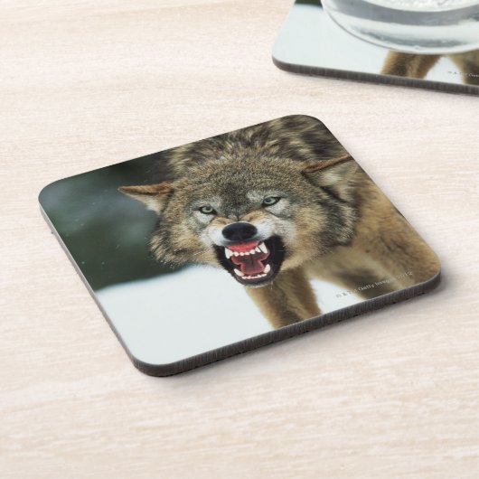 Snarling grijze wolf drankjes onderzetter (Linkerzijde)