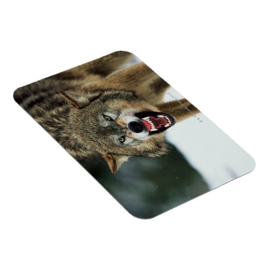 Snarling grijze wolf magneet (Rechterzijde)
