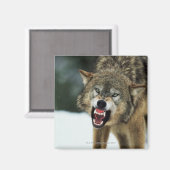 Snarling grijze wolf magneet (Voorkant / Achterkant)
