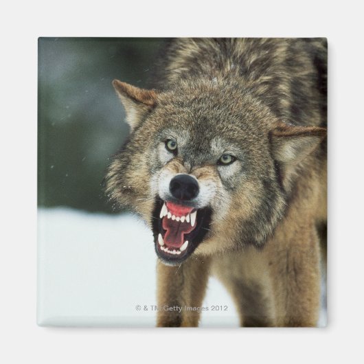 Snarling grijze wolf magneet (Voorkant)