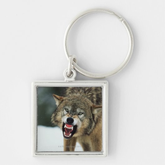 Snarling grijze wolf sleutelhanger (Voorkant)