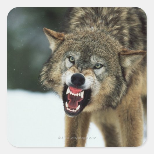 Snarling grijze wolf vierkante sticker (Voorkant)