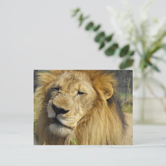 Snarling Lion Briefkaart (Staand voorkant)