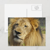 Snarling Lion Briefkaart (Voorkant / Achterkant)