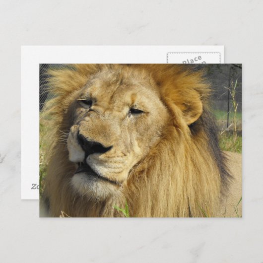 Snarling Lion Briefkaart (Voorkant / Achterkant)
