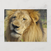 Snarling Lion Briefkaart (Voorkant)