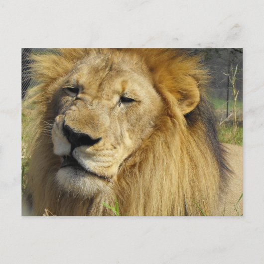 Snarling Lion Briefkaart (Voorkant)