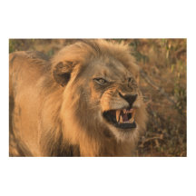 Snarling Male Lion in natuurlijke omgeving Foto