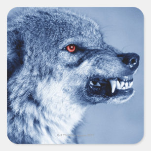 Snarling wolf (Canis Lupus), profiel (digitaal) Vierkante Sticker