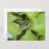 Sneaking Snake Briefkaart (Voorkant / Achterkant)