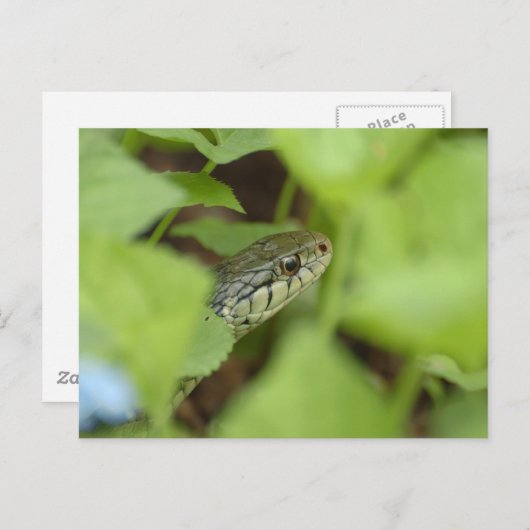 Sneaking Snake Briefkaart (Voorkant / Achterkant)