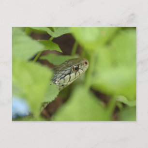 Sneaking Snake Briefkaart