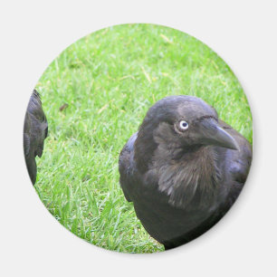 Sneaky Crows Magneet