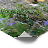 Sneaky Red Fox, Colorado Poster (Hoek)