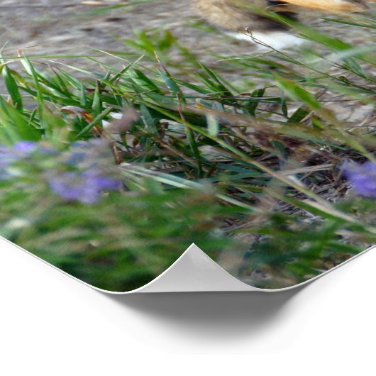 Sneaky Red Fox, Colorado Poster (Hoek)