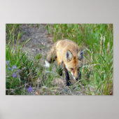 Sneaky Red Fox, Colorado Poster (Voorkant)