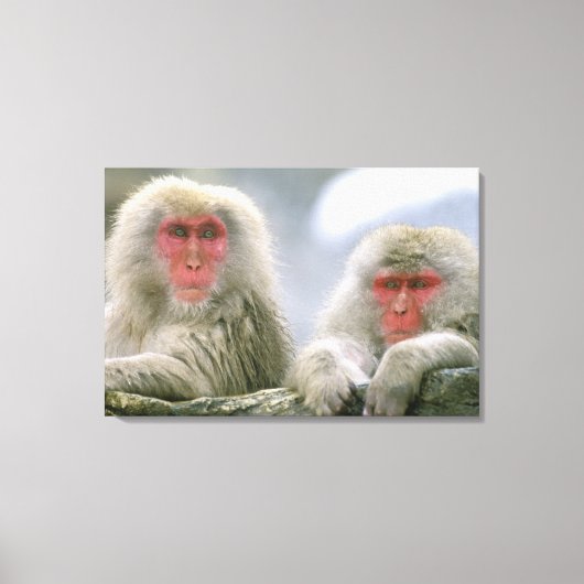 Sneeuw aap koppel, Japanse makaak, Canvas Afdruk (Voorkant)