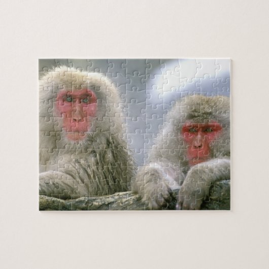 Sneeuw aap koppel, Japanse makaak, Legpuzzel (Horizontaal)