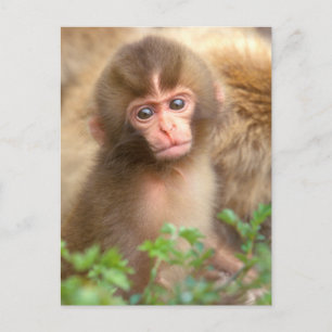 Sneeuw aapje portret briefkaart