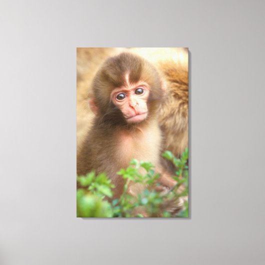 Sneeuw aapje portret canvas afdruk (Voorkant)