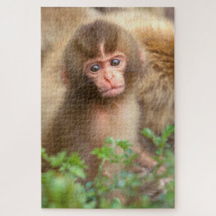 Sneeuw aapje portret legpuzzel