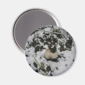 Sneeuw Afbeeldingen, Sneeuwkat Magneet (Voorkant / Achterkant)