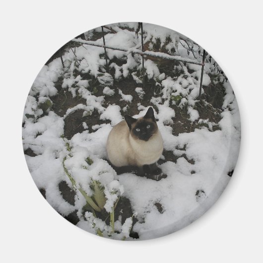 Sneeuw Afbeeldingen, Sneeuwkat Magneet (Voorkant)
